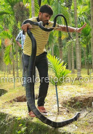 King Cobra